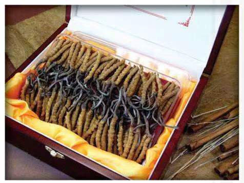 巍山冬虫夏草回收